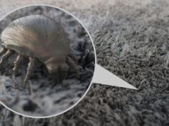 Por Que Moradores de Rua Não Vão para Abrigos?