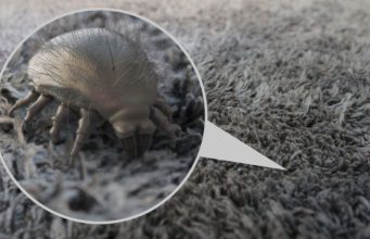 Por Que Moradores de Rua Não Vão para Abrigos?