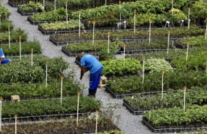 Projeto da Cedae Bases Florestais nos Presídios: Ressocialização, Sustentabilidade e Recuperação Ambiental no Rio de Janeiro